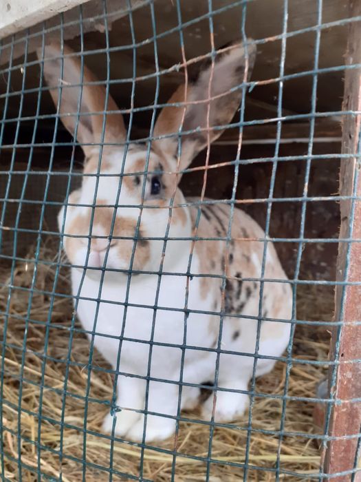 Mascul rex 100 lei bucata 2 bucati