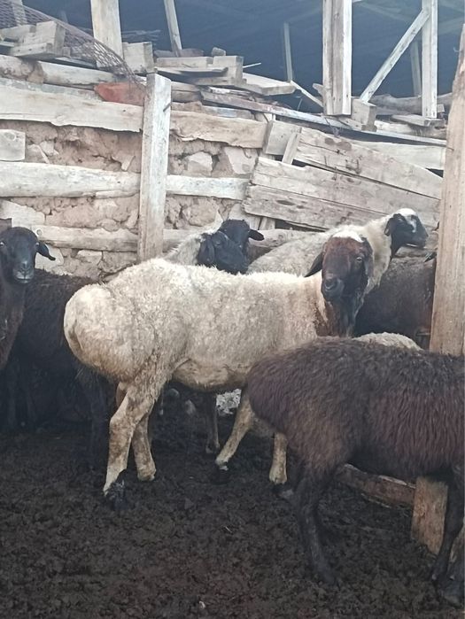 Продам кошкара находится в Качирском раене