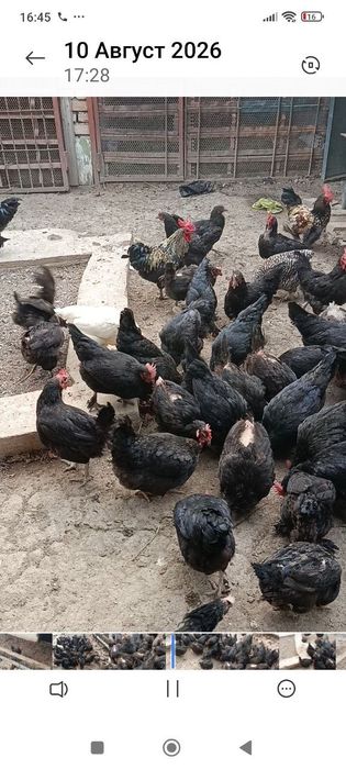 Srochna sotiladi Qora tovuq/куритса