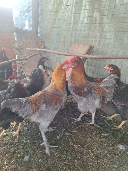 Cocosi  wyandotte  Marans  Araucana Crem legbar