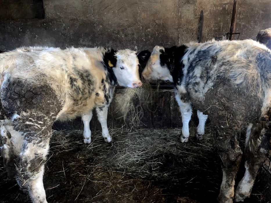 Vand 2 vitei belgieni si 1 vitea belgiana, 300 kg