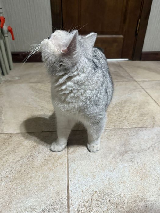 Продается шиншила