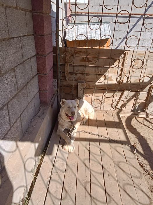 Ұялас иттер сатылады