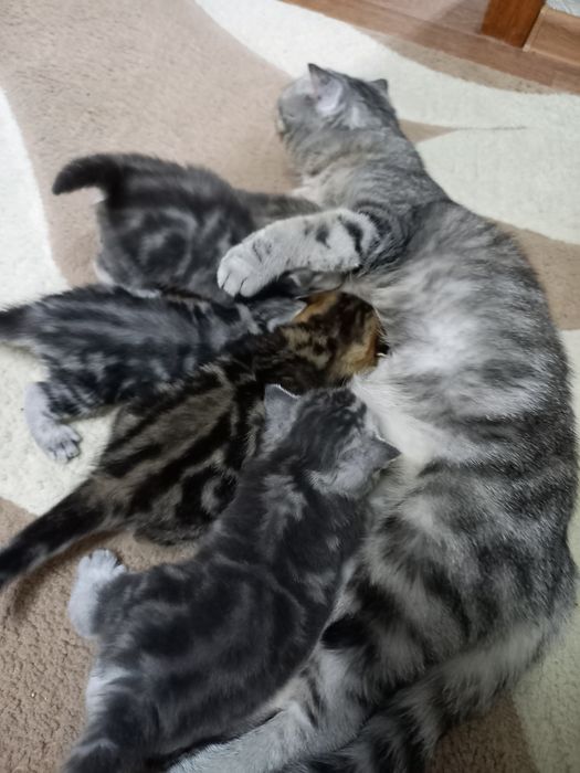 Продаются шикарные котята