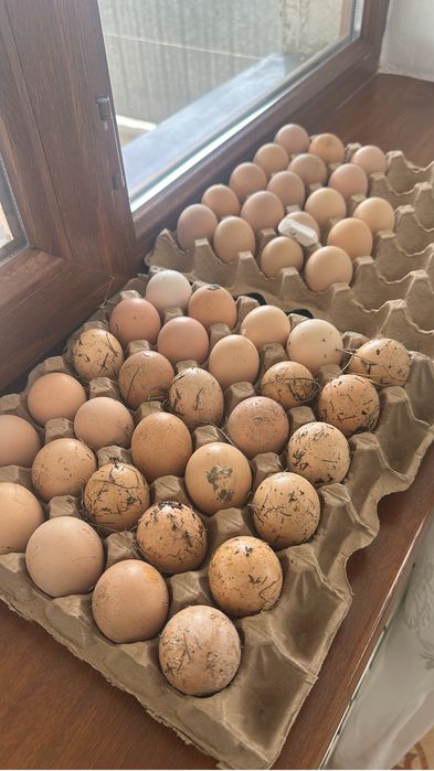 Для инкубатора кучинские яйцо