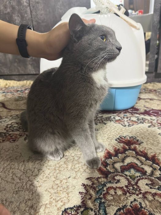 Кошка русская голубая