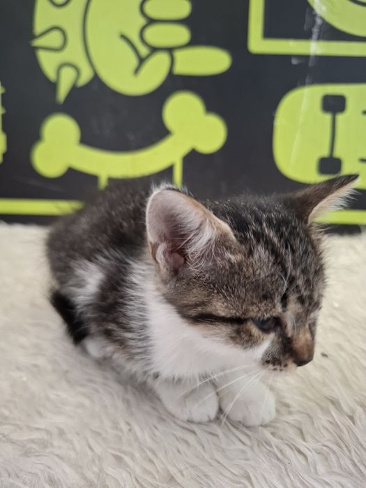 Много мило женско котенце на 3-4 месеца