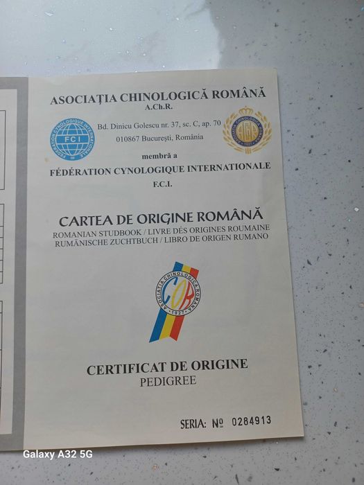 Vînd Ciobănesc Caucazian