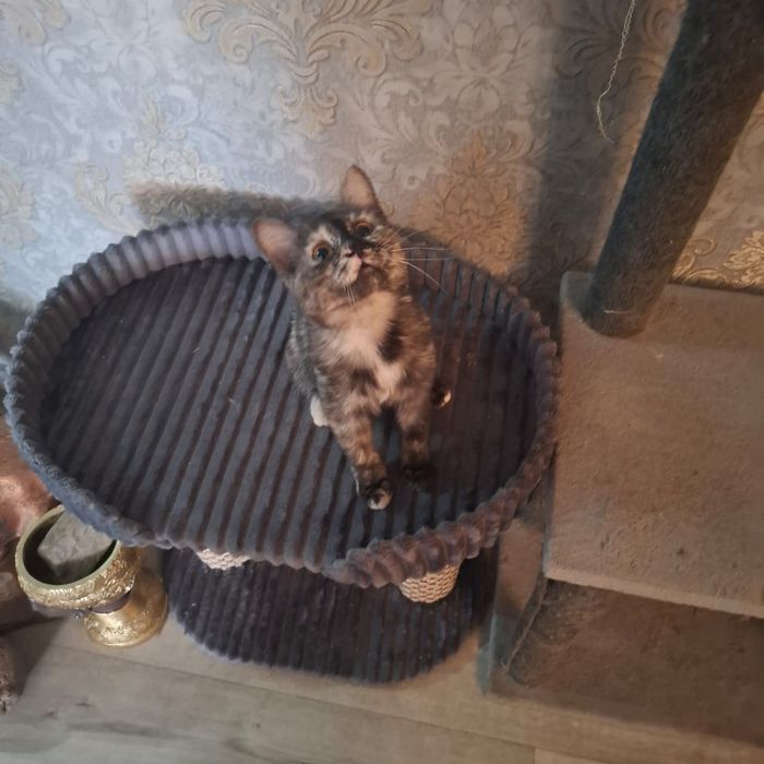 Отдам кошку в хорошие руки