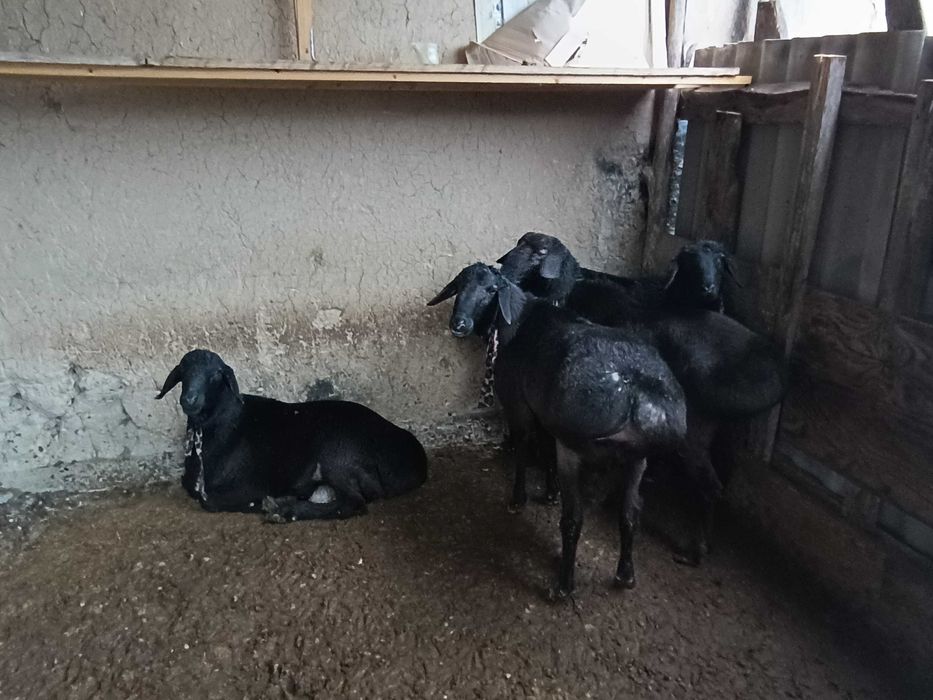 Домашние откормленные бараны/Уйда емланган кочкорлар