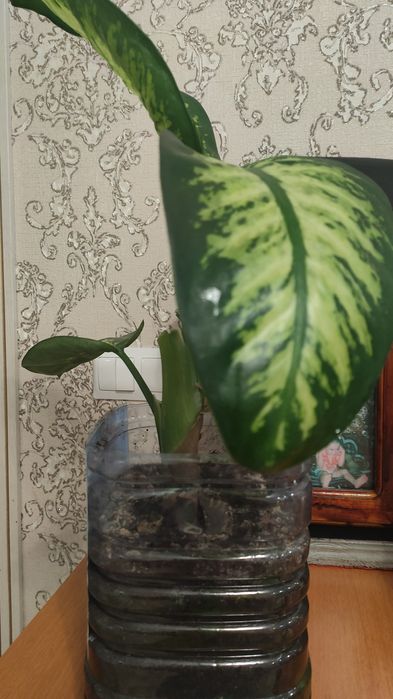 Продам красивый цветок