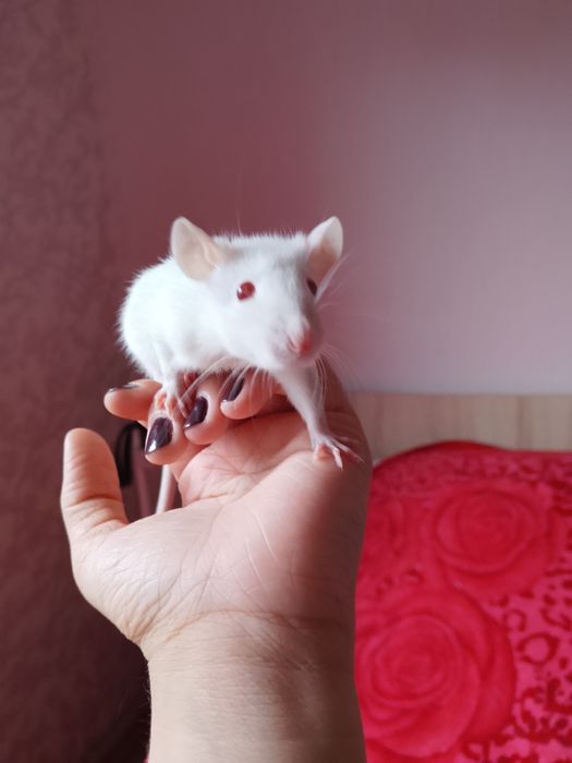 Продаю крысят мальчиков
