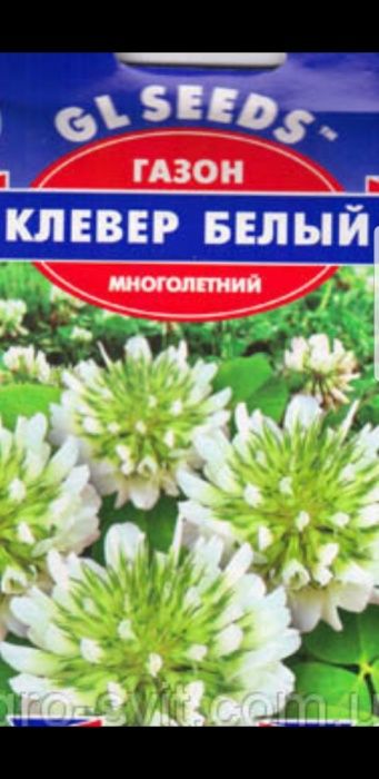 Белый клевер карликовый
