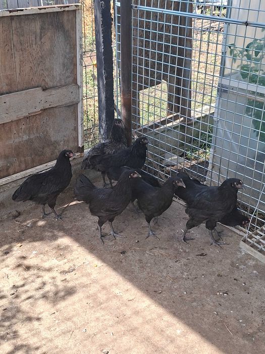 Vand pui  australop varsta 12 saptamani 70 lei bucata