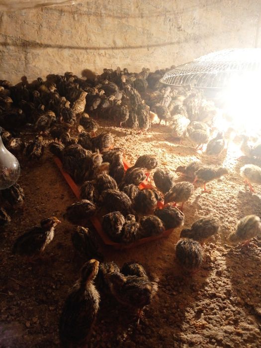 Бедана япон манжур