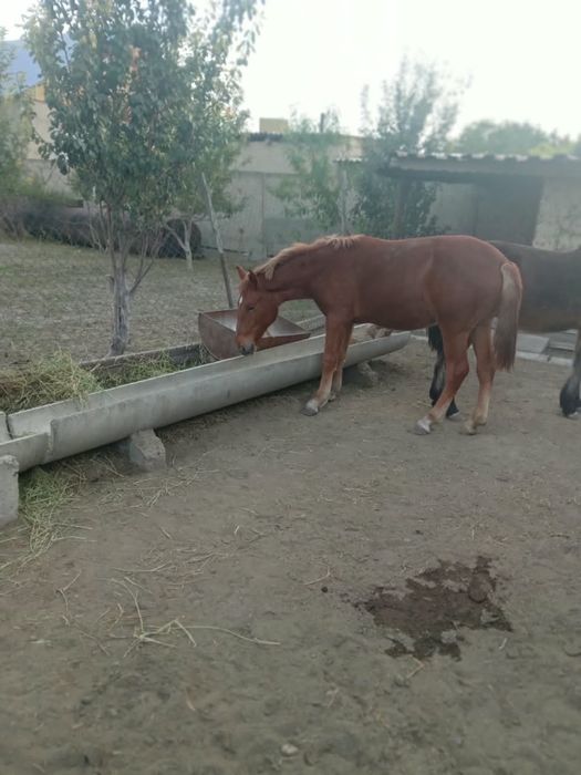Тай сатылады Тараз каласында