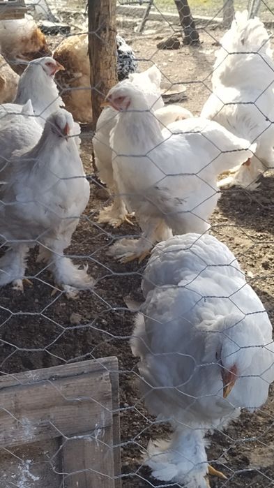 Оплодени Яйца от Брама