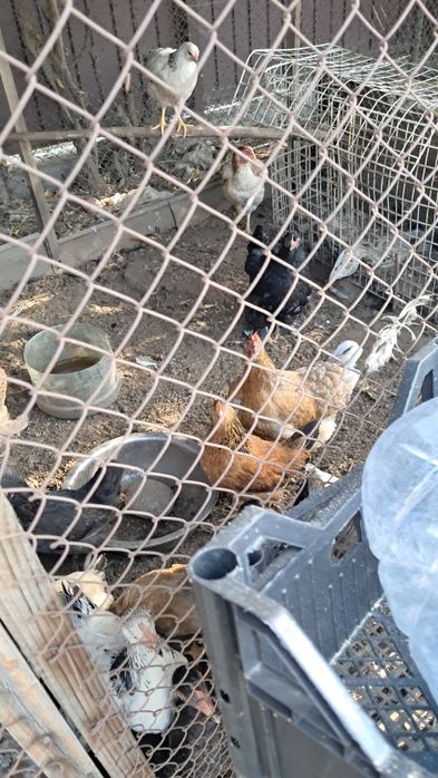 Продам  цыплят д