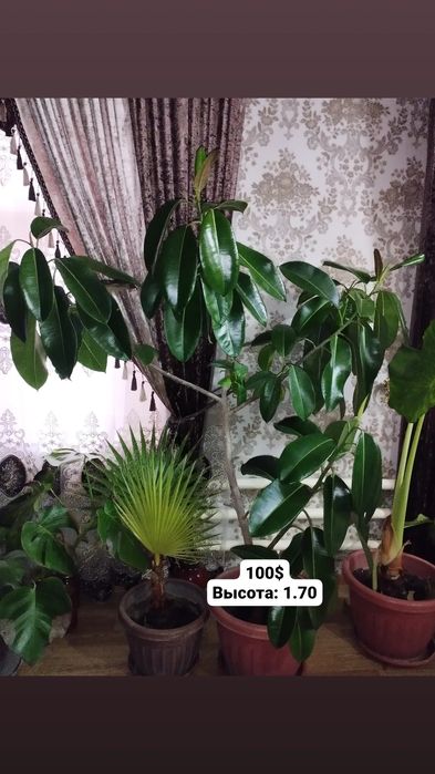 Продам большие декоративные цветы для офиса