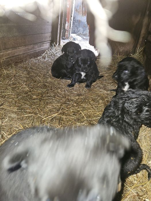 Щенки немецкой овчарки