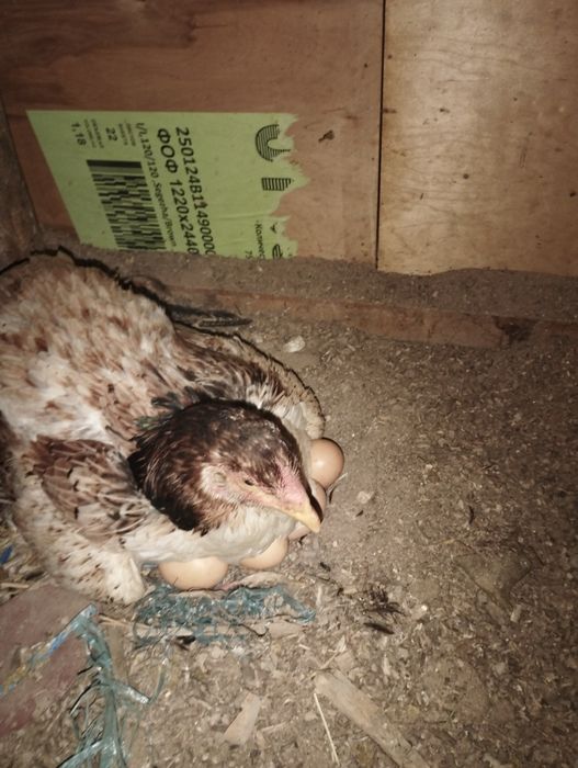 Дакан курк сотилади