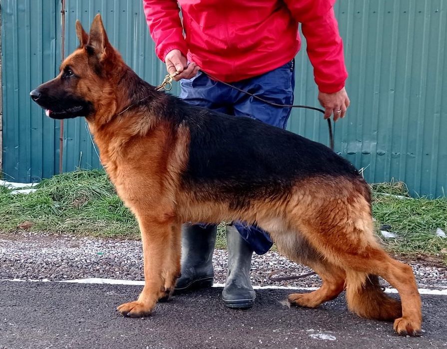 Продаётся овчарки