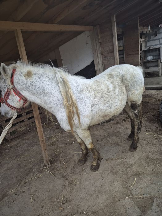 Vând armăsar vârstă 7 ani