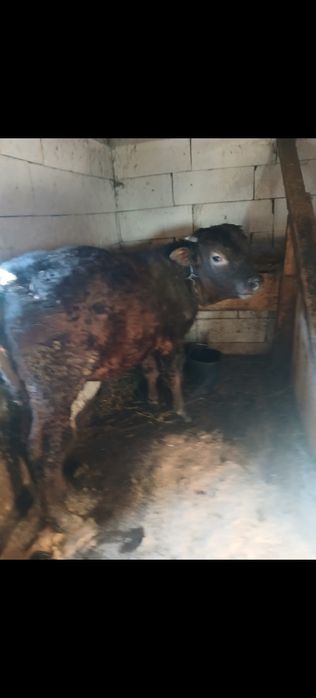 vând vaci și taurasi