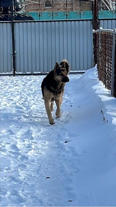 Щенки восточно европейской овчарки