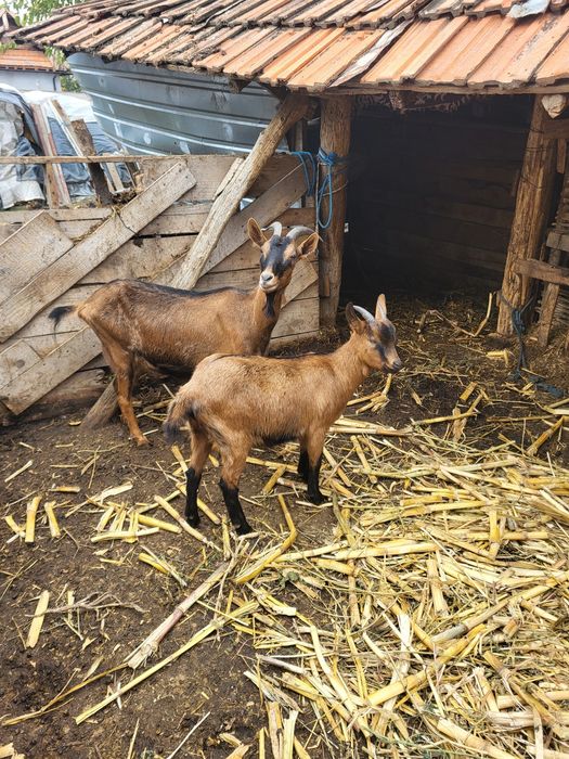 Țapi, capre de vânzare județul Olt