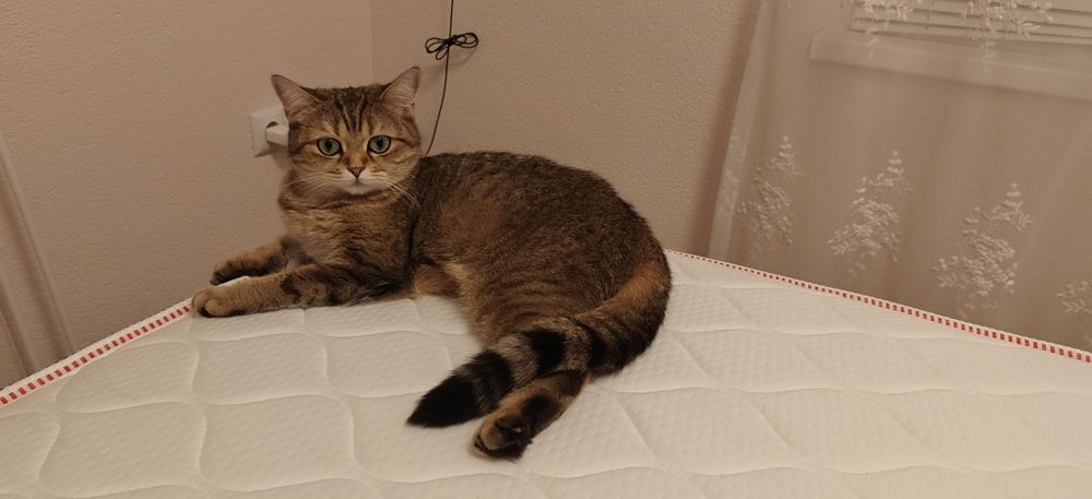 Коте Британска чинчила