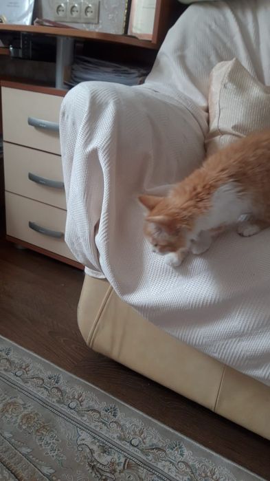 Срочно ищем дом для двух кошечек!