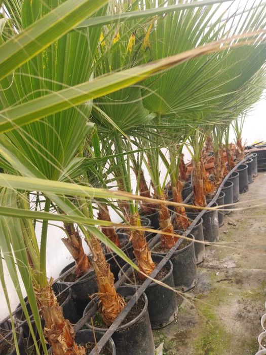 Палми - Вашингтония и Трахикарпус