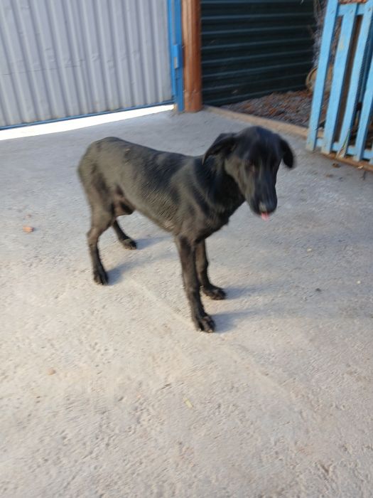 Продам щенка смешанная овчарка