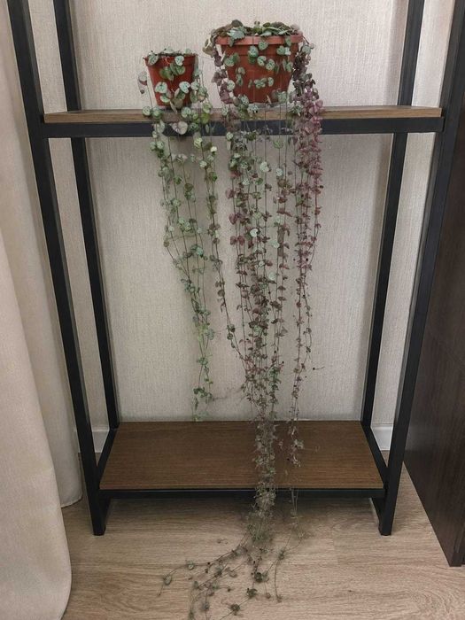 Комнатные цветы.