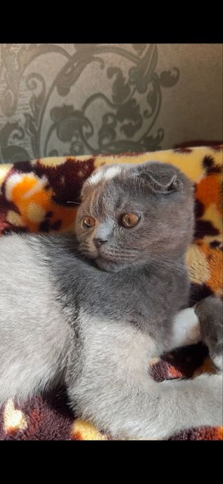 Mushukcha Scotish fold