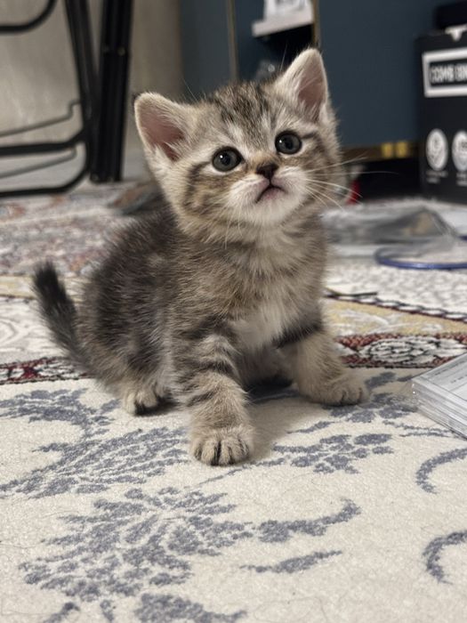 5 Котята шиншилла