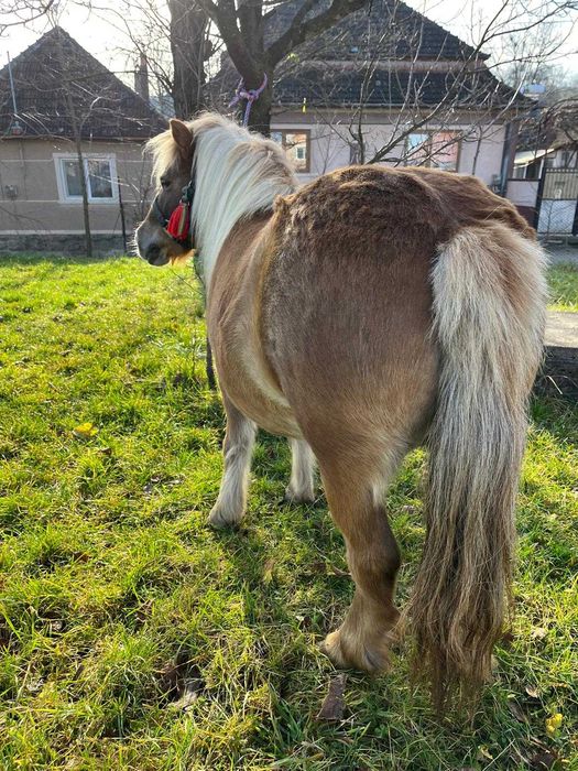 Vând poneiță      .