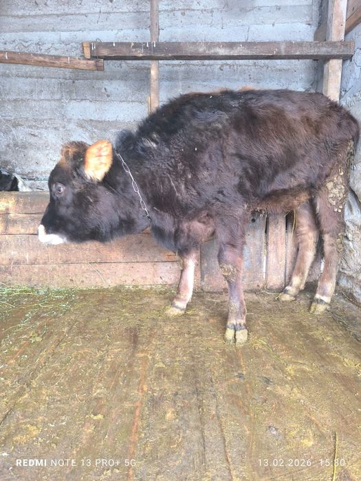 Продам тёлочку алатауская