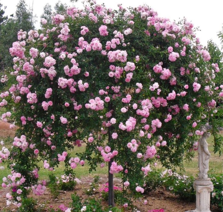 Trandafir plangator unicat si deosebit