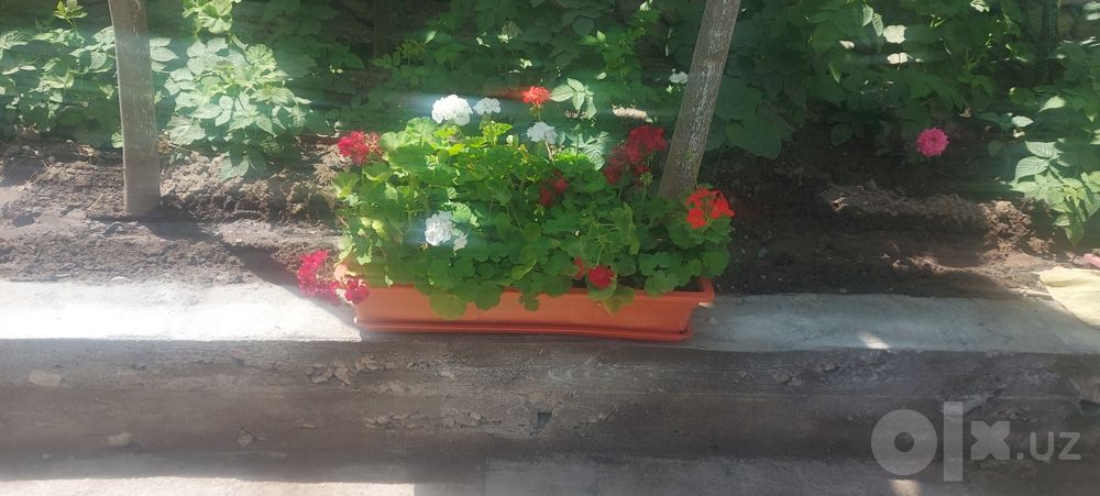 Герань кросата природы