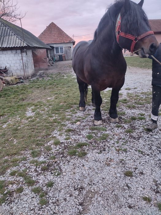 harmăsar de vânzaree