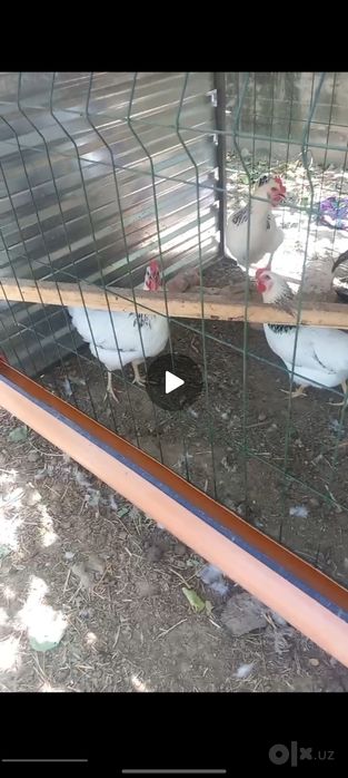 Adler rasiski tovuqlari tuxumi sotiladi