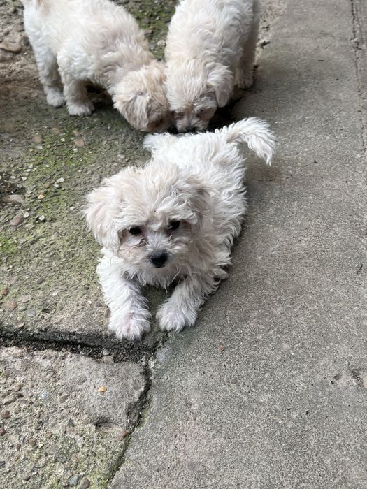 Pui Bichon Maltez de vânzare - 4 cățeluși
