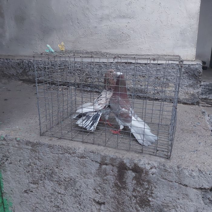 Шыракахвосты  оба самец