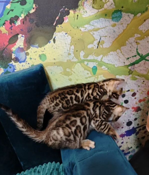Бенгальские котята