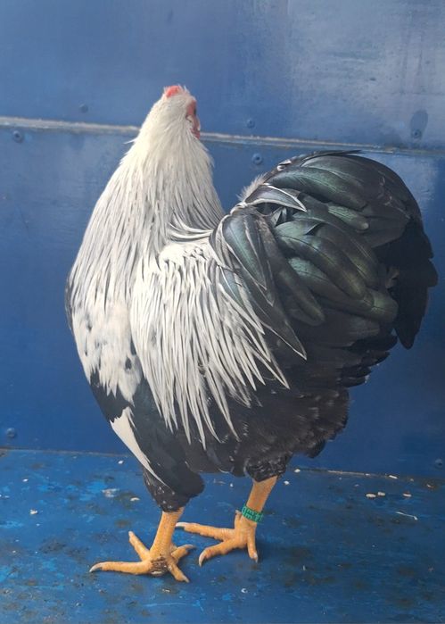 Pereche Wyandotte pitic argintiu cu duble benzi