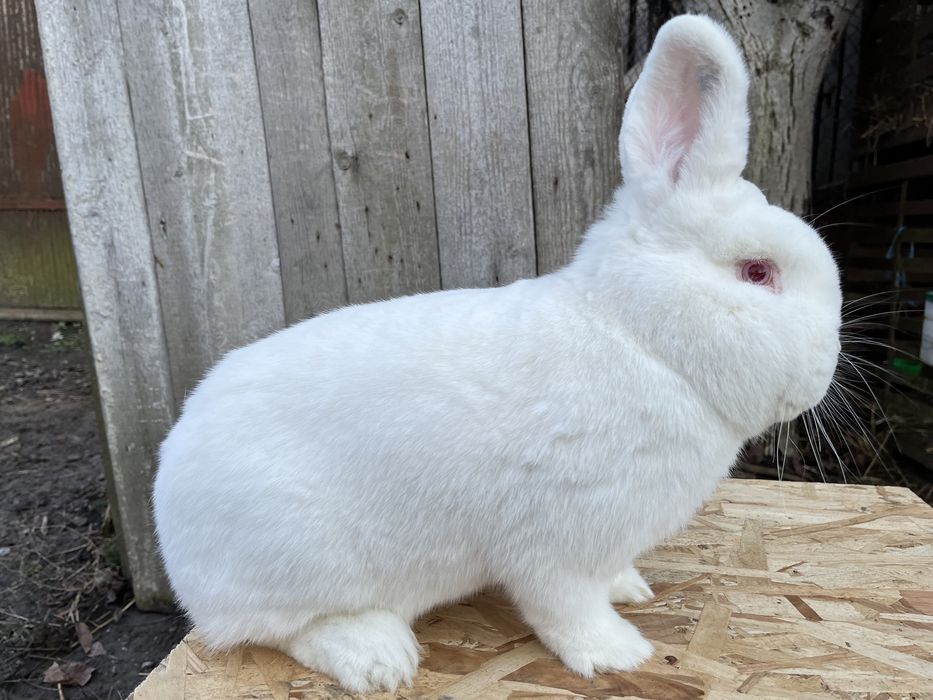 Iepuri neozeelandezi albi