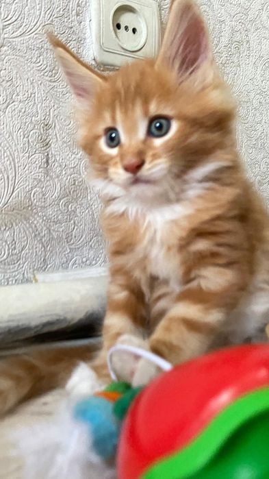 Продам котенка Мэйн-куна