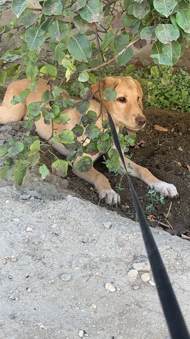 В добрые руки собаку девочку помесь лабрадора и алабая